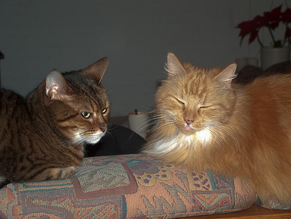 Flop en Spook  _06-01-30_07.JPG